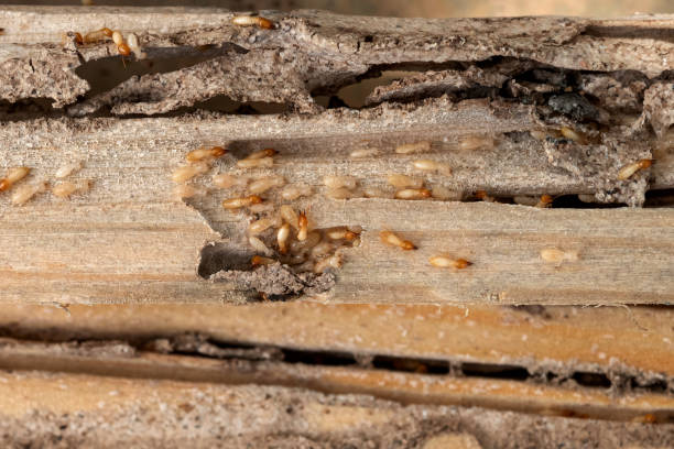 Best Affordable Pest Control Services  in East Grand Forks, MN